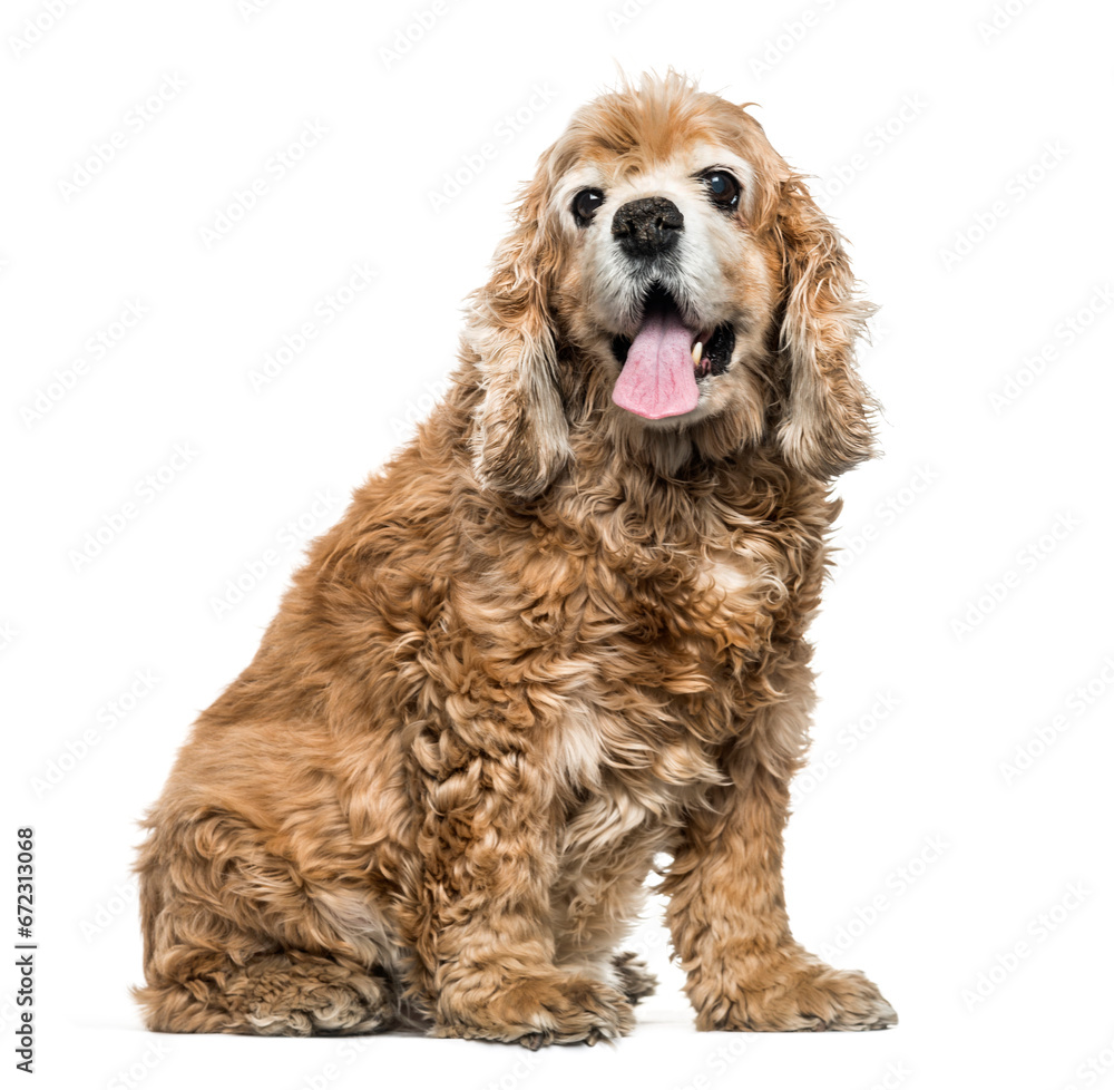 American Cocker spaniel dog sitting and panting, cut out