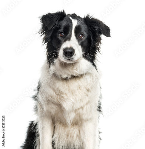 Border Collie dog sitting  cut out