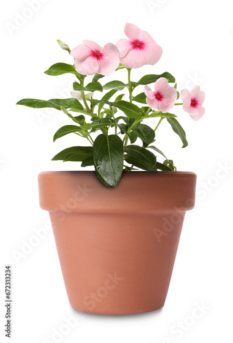 Fototapeta Naklejka Na Ścianę i Meble -  Beautiful catharanthus in terracotta flower pot isolated on white