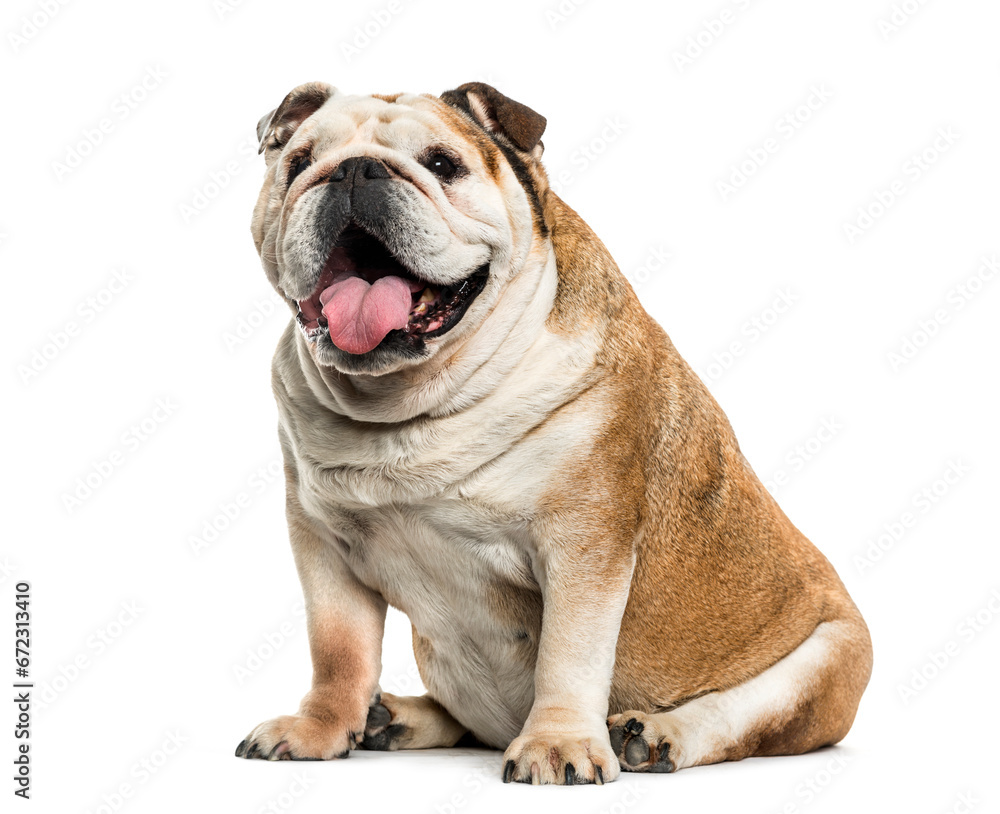 English bulldog panting dog sitting, cut out