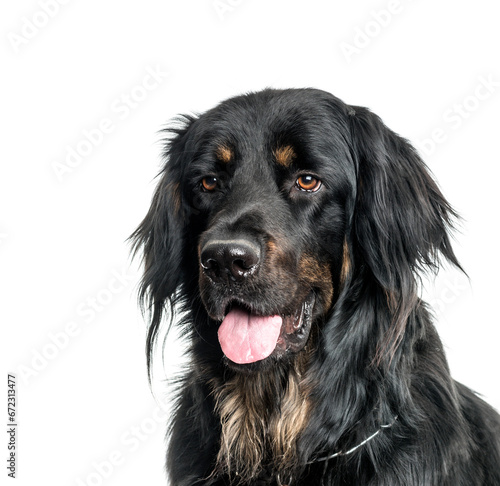 Fototapeta Naklejka Na Ścianę i Meble -  Close-up of a panting Hovawart dog, cut out
