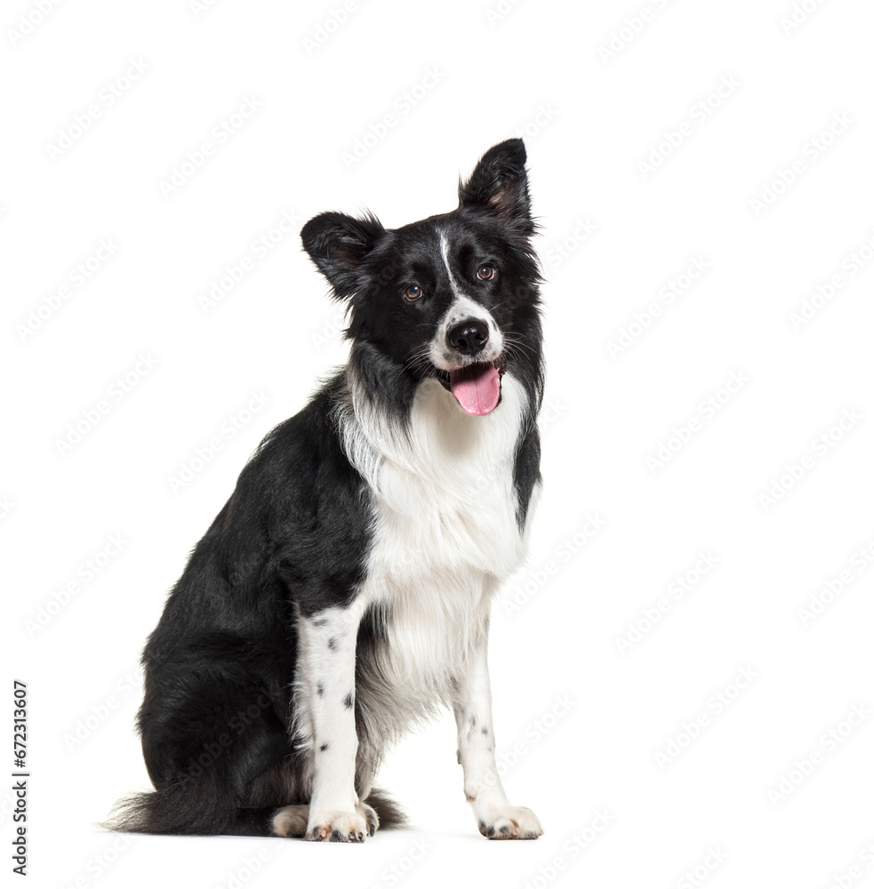 Sitting black and white Border Collie Dog panting, isolated