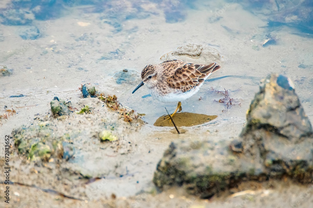 Least sandpiper in a lake with rocks