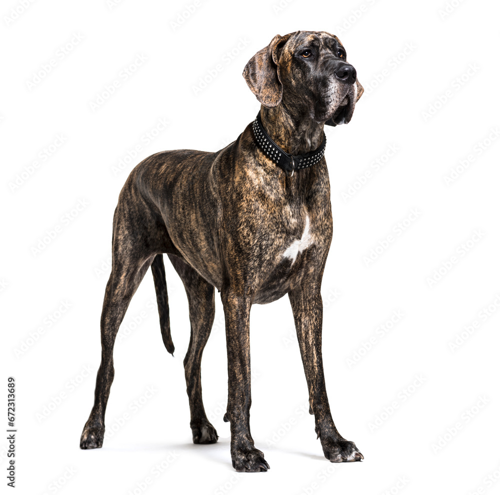 Standing Great Dane dog isolated