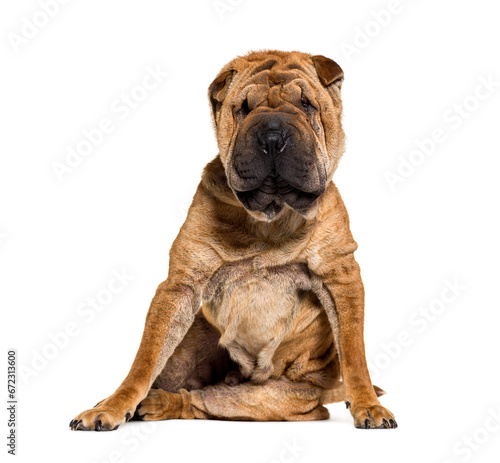 Sitting Brown Shar-pei dog  isolated on white