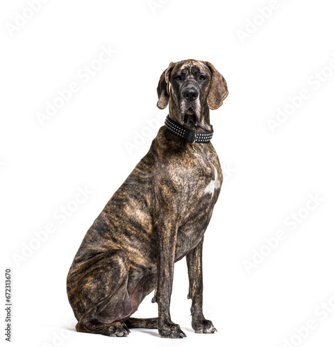 Sitting great dane dog, cut-out