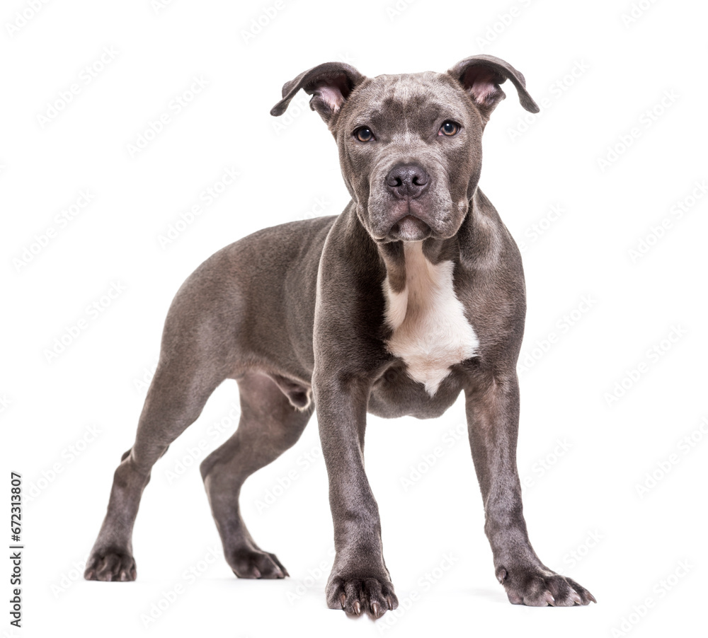 American Staffordshire Terrier dog standing, cut out