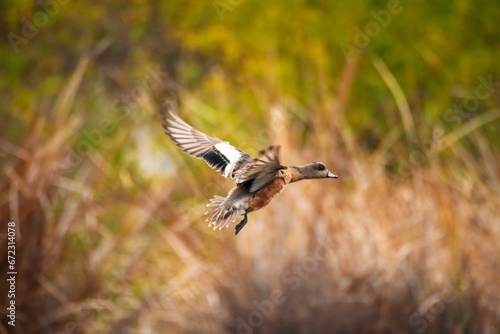 a bird flying low in the air over a field and brush © Wirestock