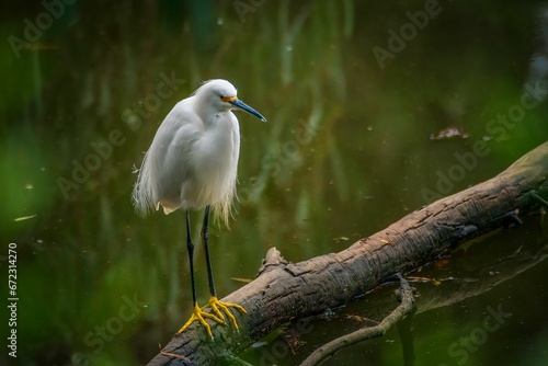 a white egret perched on a branch