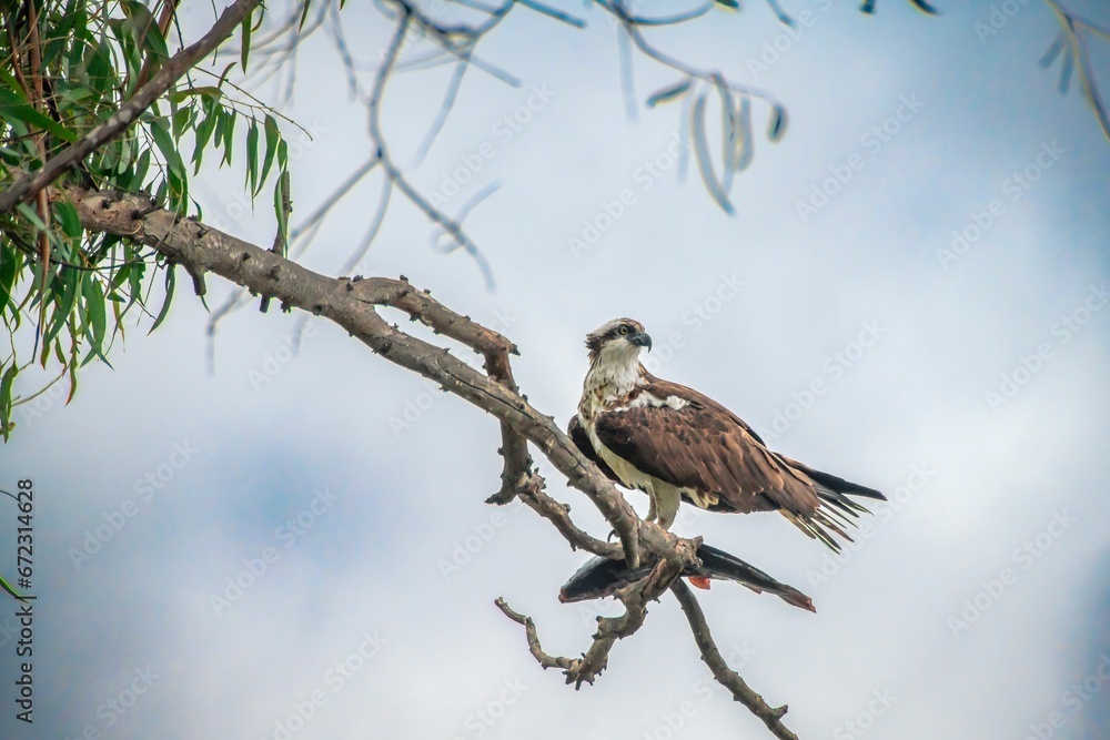 Majestic eagle perched on a tree branch against a backdrop of lush foliage Majestic eagle perched on a tree branch against a backdrop of lush foliage