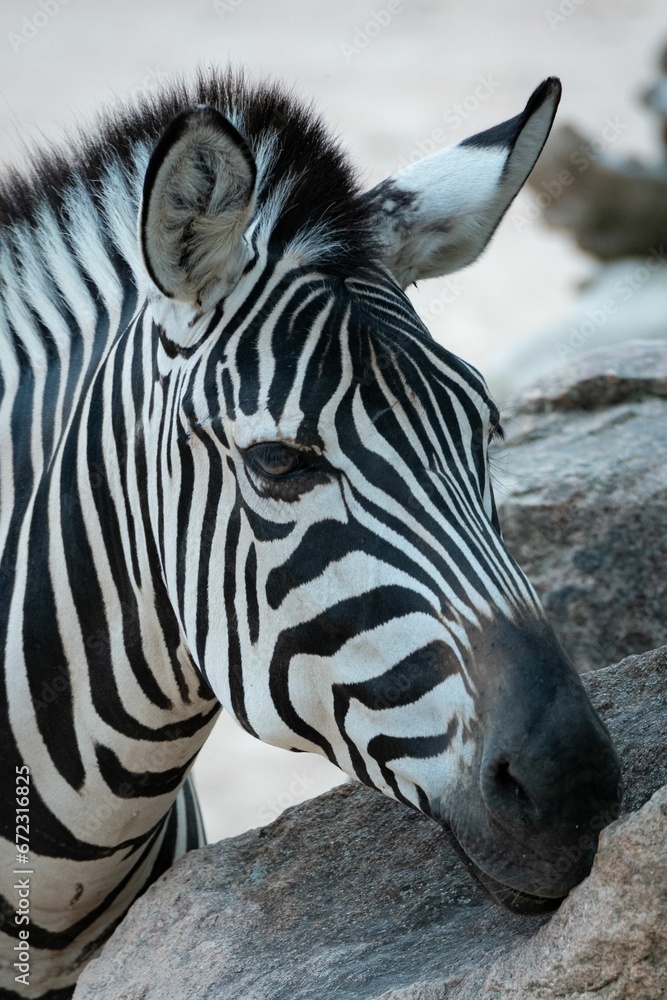 Closeup of a zebra in its natural habitat, resting its head on the rocks of an enclosed area Closeup of a zebra in its natural habitat, resting its head on the rocks of an enclosed area