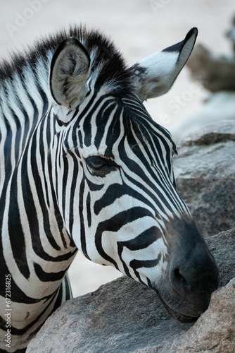 Closeup of a zebra in its natural habitat  resting its head on the rocks of an enclosed area