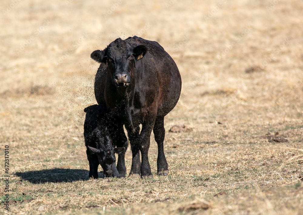 A Cow and Her Calf in Grasslands A Cow and Her Calf in Grasslands
