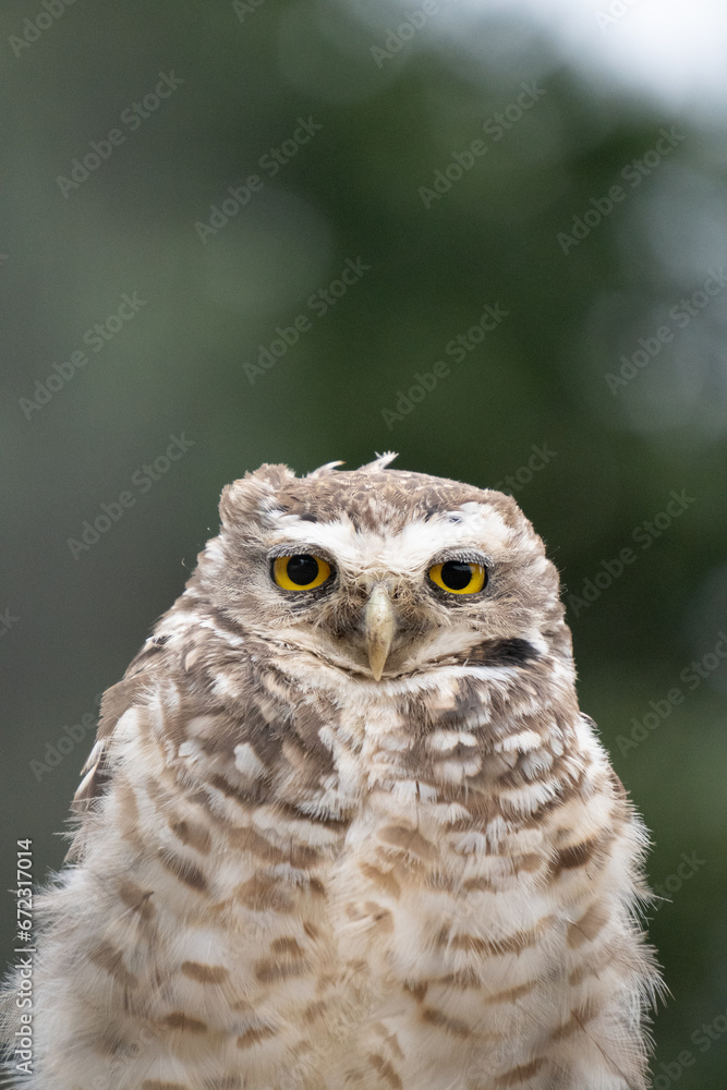 Portrait of a little owl Portrait of a little owl