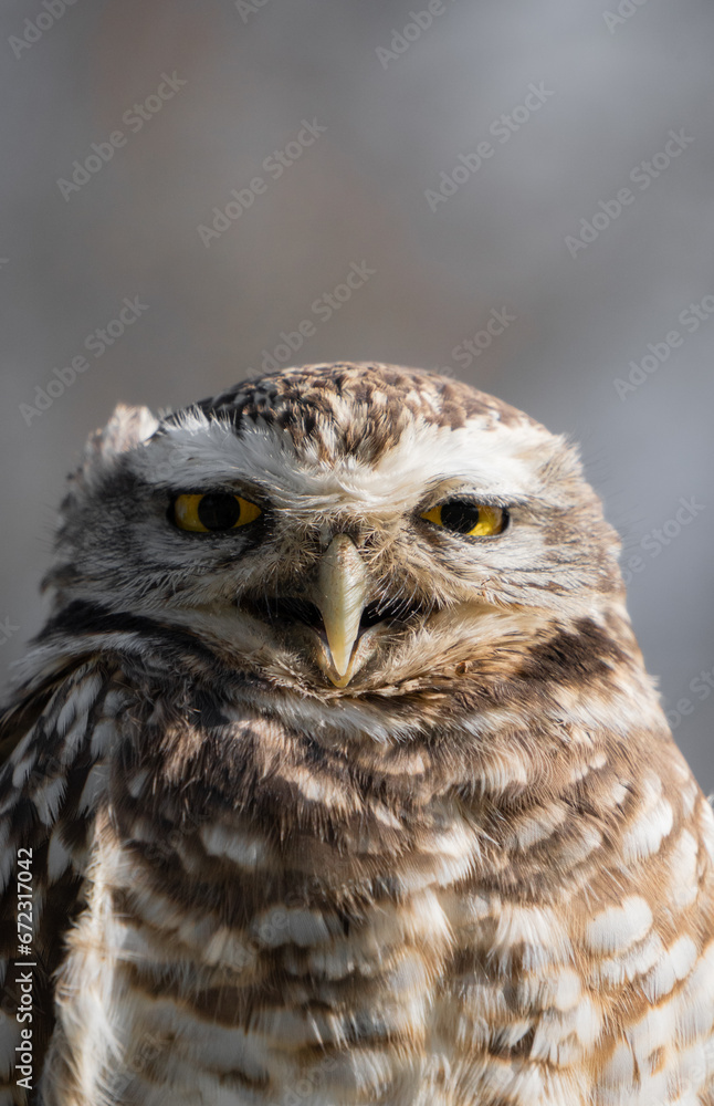 Portrait of a little owl Portrait of a little owl