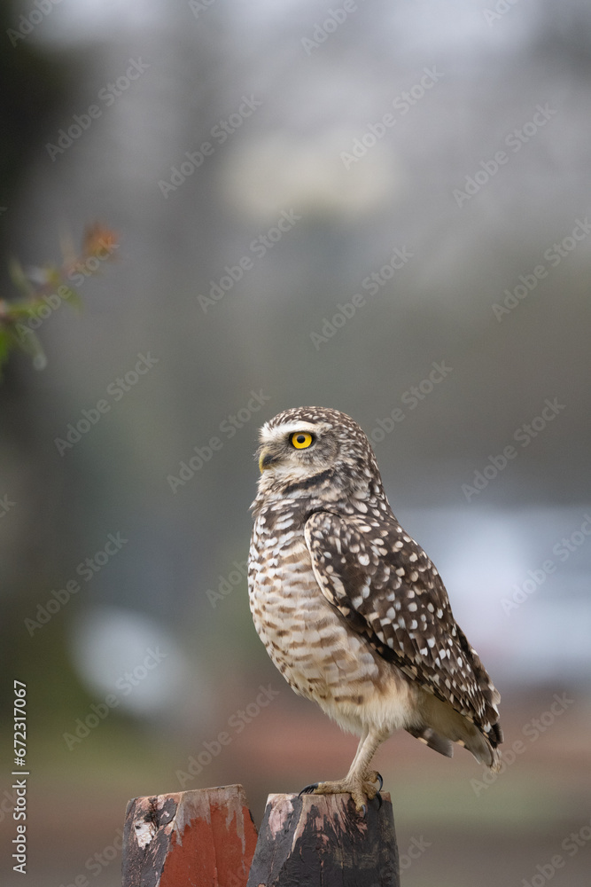 Portrait of a little owl Portrait of a little owl