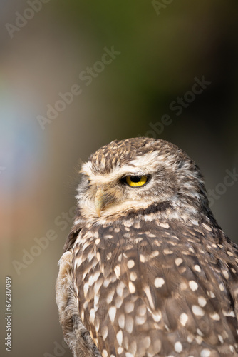 Portrait of a little owl