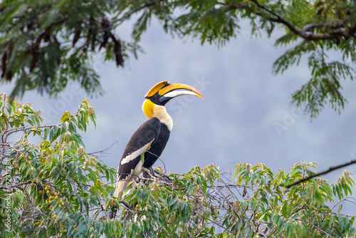 The great hornbill (Buceros bicornis), also known as the concave-casqued hornbill, great Indian hornbill or great pied hornbill.