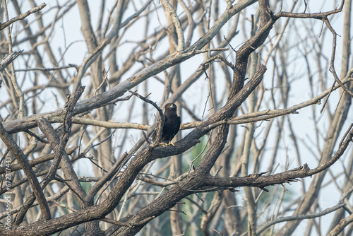 The black eagle (Ictinaetus malaiensis) is a bird of prey