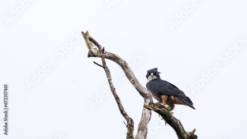 The rufous-bellied eagle or rufous-bellied hawk-eagle (Lophotriorchis kienerii) 