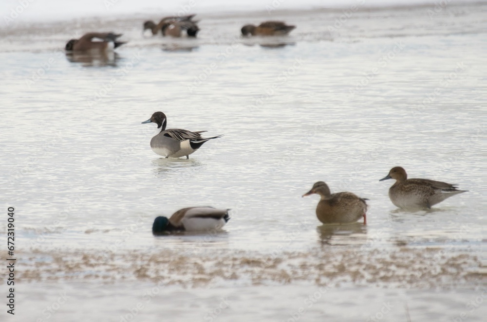 Group of mallards is walking on the tranquil surface of a body of water near the shoreline Group of mallards is walking on the tranquil surface of a body of water near the shoreline