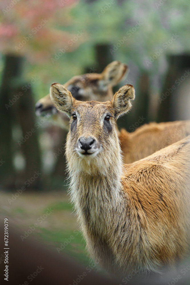 Portrait of Nile lechwe in zoo Portrait of Nile lechwe in zoo