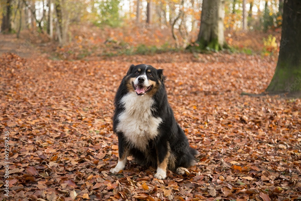 Brown and white dog on a pile of dry autumn leaves in a forest