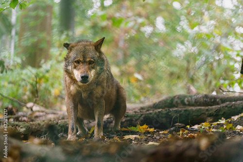 Portrait of Iberian wolf in zoo