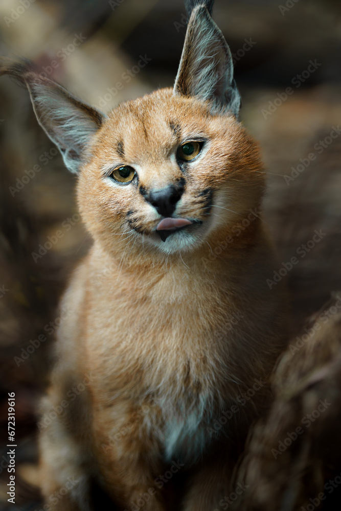 Fototapeta premium Portrait of Caracal in zoo