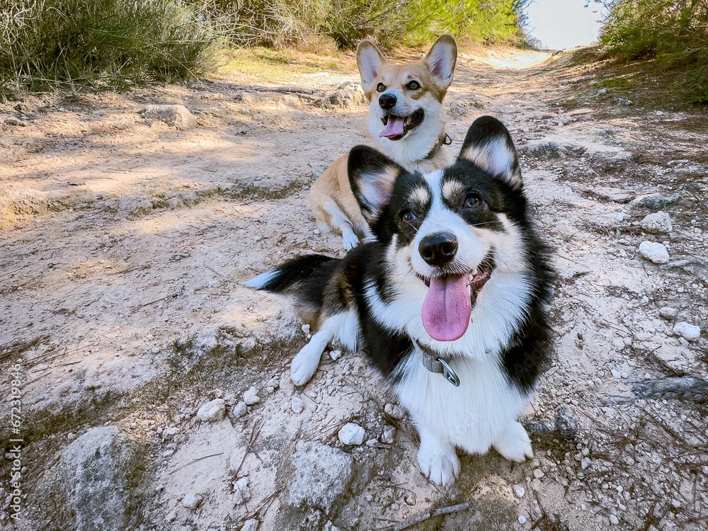 Two playful corgis sitting on the ground and looking at the camera.