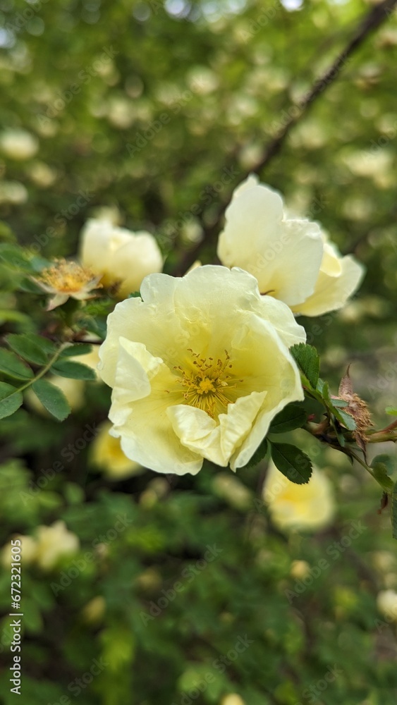 Fototapeta premium Rosa 'Harison's Yellow', also known as R. × harisonii, the Oregon Trail Rose or the Yellow Rose of Texas, is a rose cultivar that originated as an accidental hybrid in the early 19th century. Probably