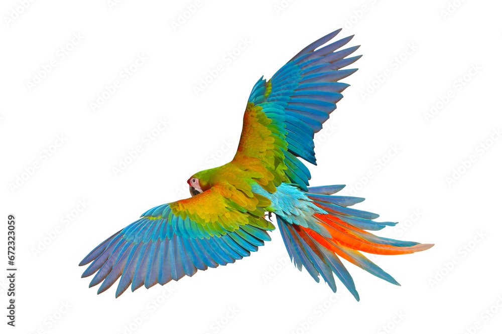Fototapeta premium Colorful of Shamlet macaw parrot flying isolated on transparent background png file