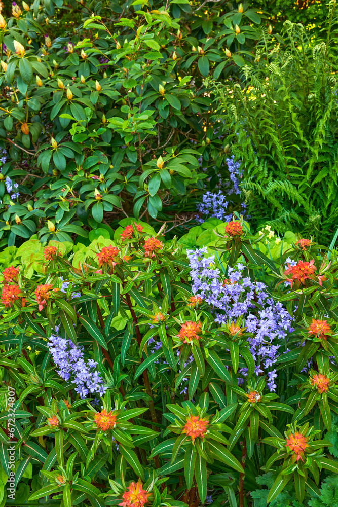 Obraz premium Closeup view of mixed plants in a garden in nature. Group of natural flowers showing detail on green leaves and beauty of colorful petals outside with Bluebell Scilla siberica, blue blossoms.