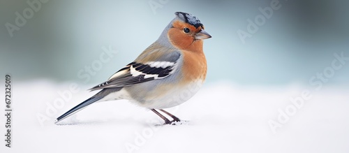 A chaffinch scientifically known as Fringilla coelebs perching on the snow in a beautiful wildlife setting