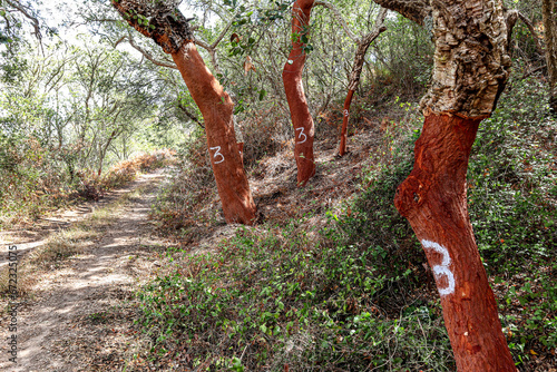 Harvested cork oak (Quercus suber) trunk in an old forest, landscape with typical portuguese vegetation, sustainable cork material, number 3 indicates the harvest year 2023, Alentejo Portugal Europe