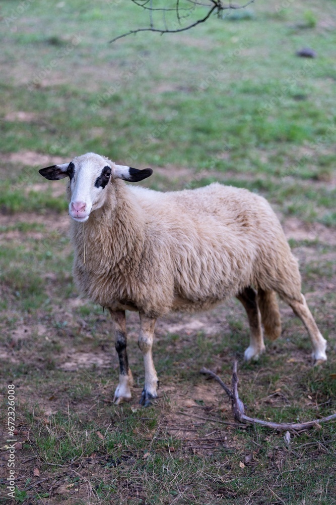 Sheep peacefully grazing in a lush, green field Sheep peacefully grazing in a lush, green field
