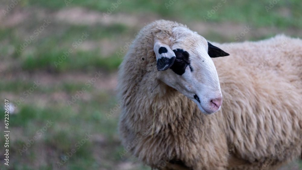 Obraz premium White sheep standing in a lush green pasture looking to its side