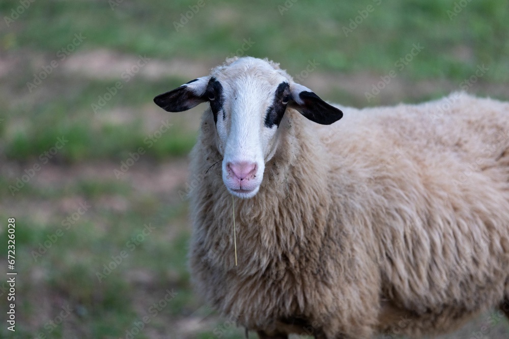 Fototapeta premium Adorable sheep in a lush green grassy meadow, looking off into the distance with its big brown eyes