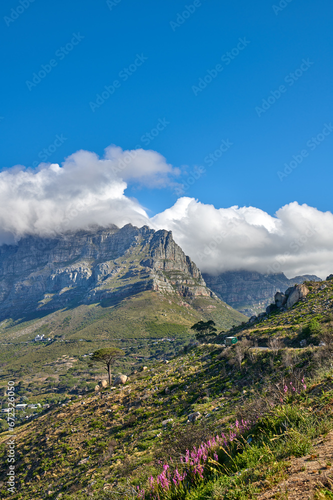 Fototapeta premium Copyspace and landscape of Table Mountain with lush pasture and flowers with cloudy blue sky background. Vegetation on a grassy slope or cliff with hiking trails to explore Cape Town, South Africa