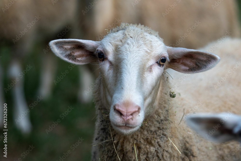 White sheep standing in a lush green grassy field, gazing into the horizon White sheep standing in a lush green grassy field, gazing into the horizon