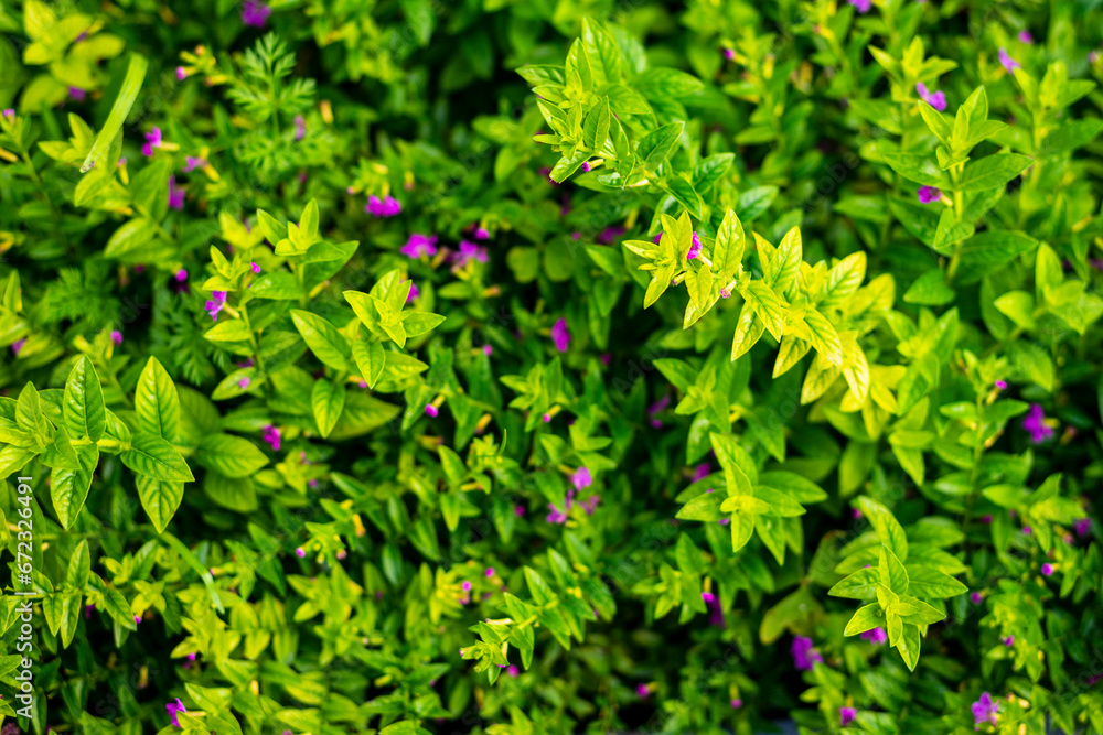Cuphea hyssopifolia (false heather) beautiful flower background and wallpaper image. Cuphea hyssopifolia (false heather) beautiful flower background and wallpaper image.