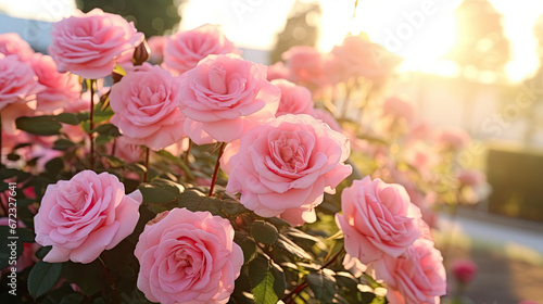  a bush of pink roses in a garden at sunset or dawn.  generative ai