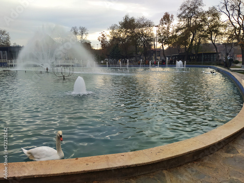 Photos swan, duck, goose, lake view, park, tree, nature, garden