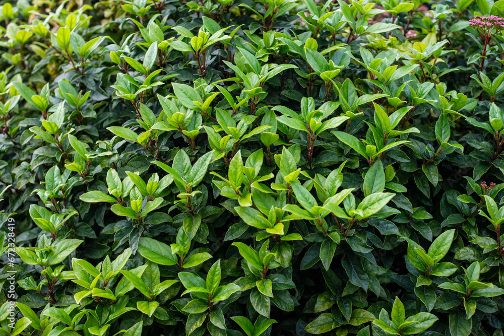 Fototapeta premium Vinca Minor Foliage Stock Photo