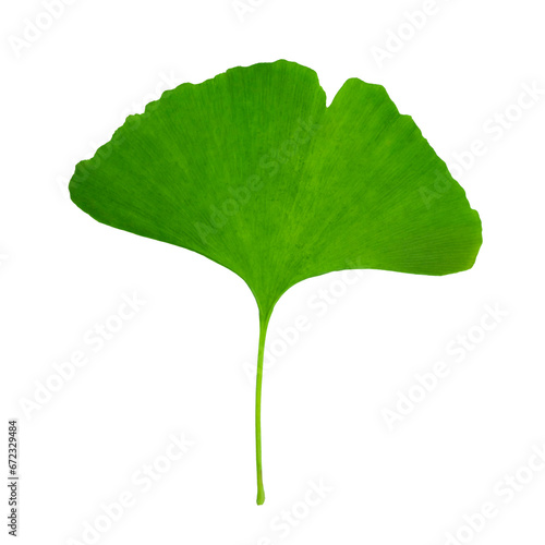 Close-up one large green leaf of Ginko biloba on a transparent background.
