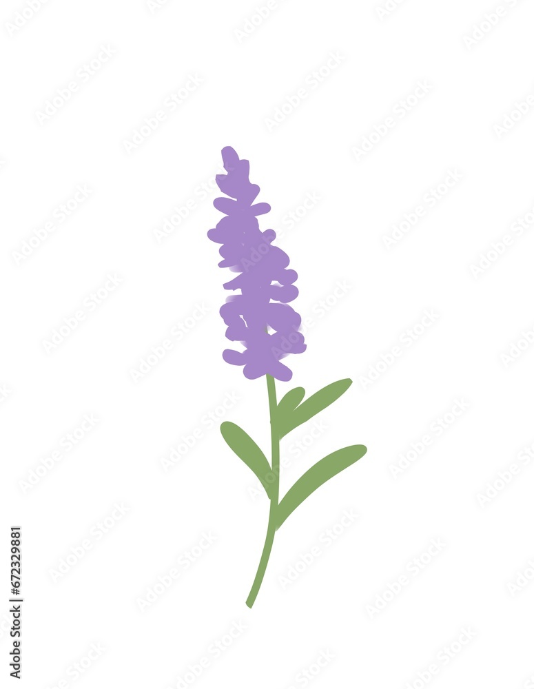 Obraz premium flowers isolated on white