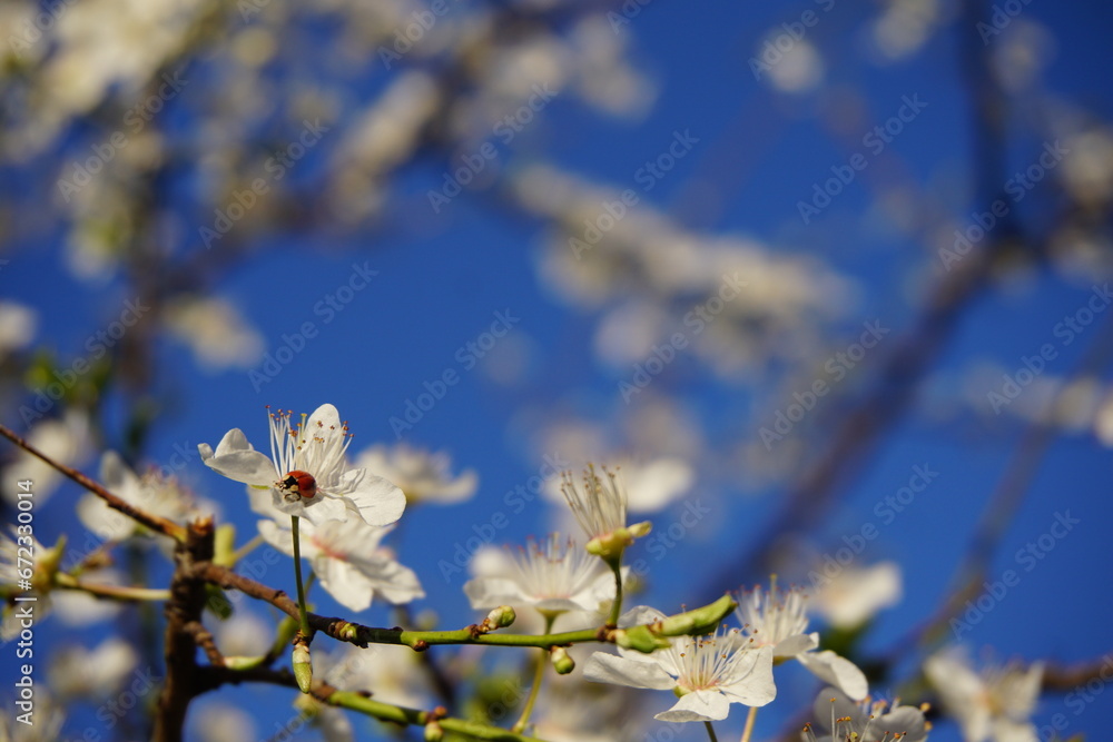 Lady bug wandering around on plum tree flowers blooming in the Spring above Lana river in Tirana, Albania Lady bug wandering around on plum tree flowers blooming in the Spring above Lana river in Tirana, Albania