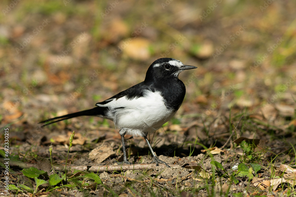 Obraz premium 道端に佇んでいるセグロセキレイ