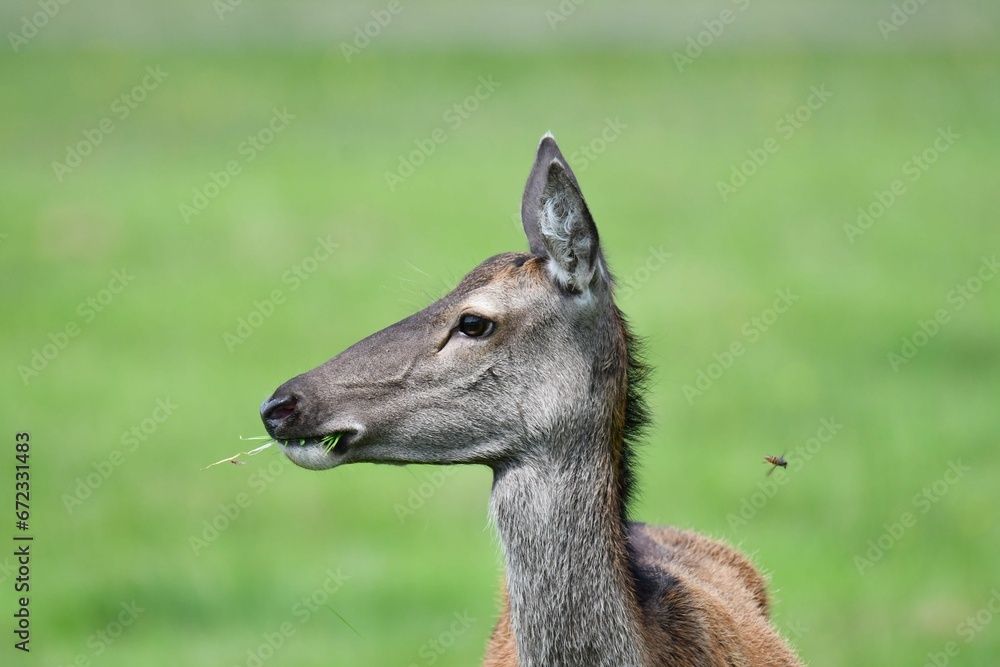 Close-up of a juvenile deer in a natural grassy habitat.