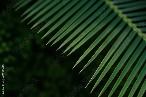 Natural background with tropical leaf